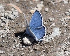 Plebejus anna