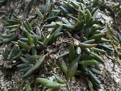 Dendrobium lichenastrum