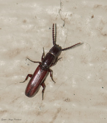 Taphroscelidia linearis