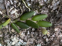 Dendrobium lichenastrum