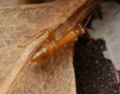 Opisthopsis