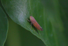 Synophropsis lauri
