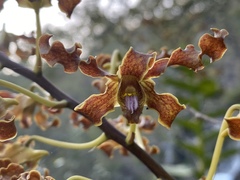 Dendrobium discolor