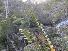 Dendrobium discolor