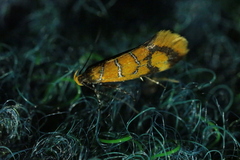 Promalactis procerella