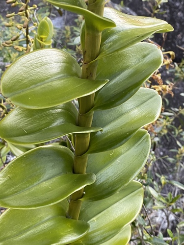 Dendrobium discolor