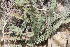 Astrolepis integerrima