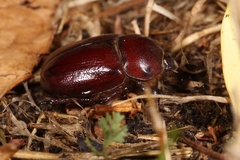 Phyllognathus excavatus