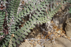 Astrolepis integerrima