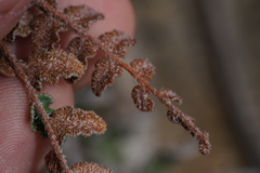 Astrolepis integerrima