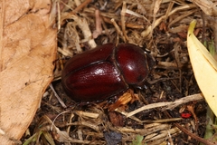 Phyllognathus excavatus