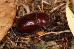 Phyllognathus excavatus