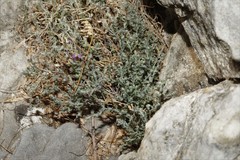 Rhinotropis lindheimeri