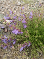 Dracocephalum peregrinum