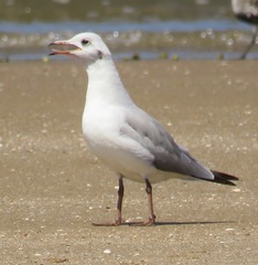 Chroicocephalus cirrocephalus poiocephalus