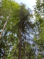 Picea × fennica