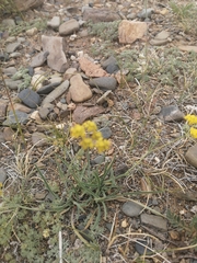 Bupleurum bicaule