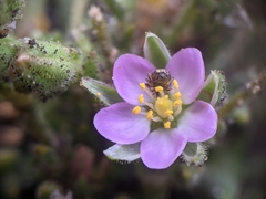 Spergularia macrotheca macrotheca
