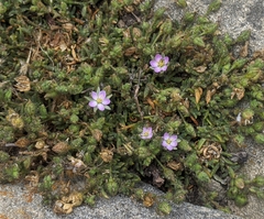 Spergularia macrotheca macrotheca