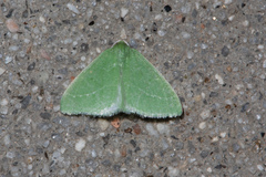 Synchlora faseolaria