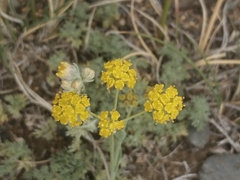 Bupleurum bicaule