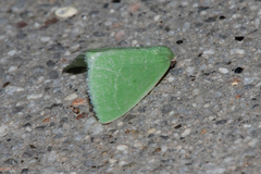 Synchlora faseolaria