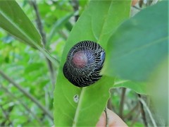 Coryda alauda canescens
