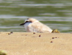 Charadrius marginatus