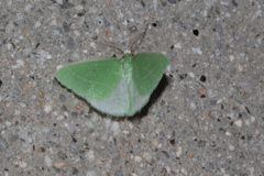 Synchlora faseolaria