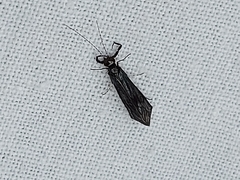 Mystacides azureus
