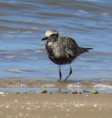 Pluvialis squatarola