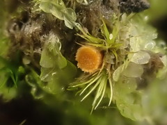 Octospora maireana