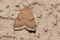 Micrathetis triplex