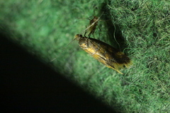 Promalactis procerella