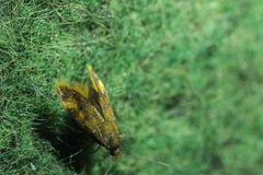 Promalactis procerella