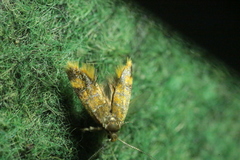 Promalactis procerella