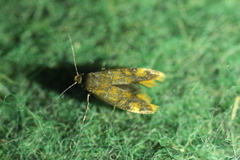 Promalactis procerella