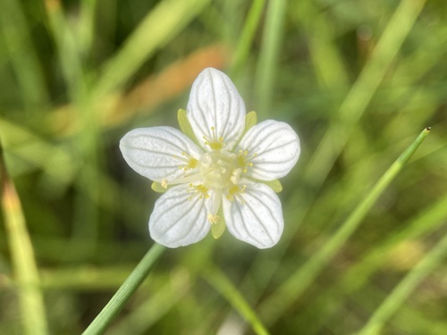Image of Parnassia parviflora by (c) Matt Berger, some rights reserved (CC BY)