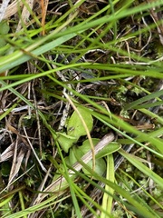 Parnassia parviflora