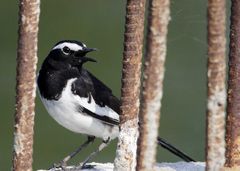 Motacilla maderaspatensis