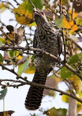 Eudynamys scolopaceus