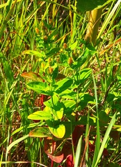 Hypericum kamtschaticum
