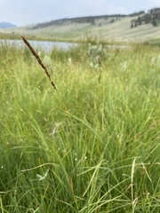 Calamagrostis stricta
