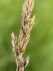 Calamagrostis stricta
