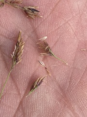 Calamagrostis stricta