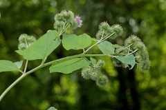 Arctium × ambiguum