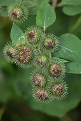 Arctium × ambiguum