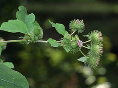 Arctium × ambiguum