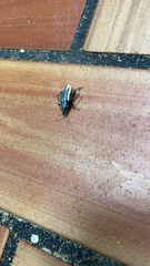 Diaprepes abbreviatus