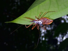 Epidaus validispinus